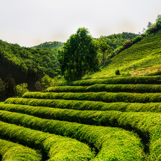 How is Tea Processed?